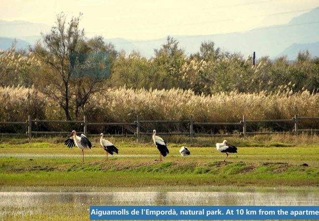Appartement à Rosas / Roses - 240 DanielBB InmoSantos 2 Rooms Appartement Roses Appartement à Rosas / Roses - 240 DanielBB InmoSantos 2 Rooms Appartement Roses